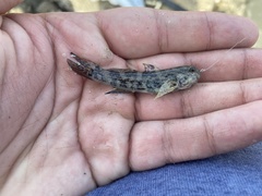 Bathygobius soporator