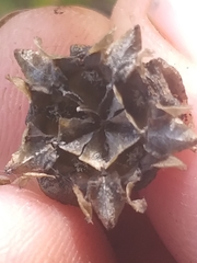 Lampranthus coralliflorus