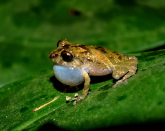 Pristimantis inguinalis