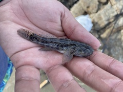 Bathygobius soporator