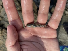 Bathygobius soporator