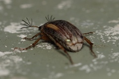 Colymbomorpha vittata