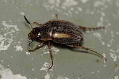 Colymbomorpha vittata