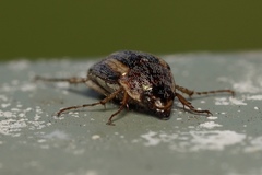 Colymbomorpha vittata