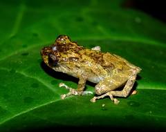 Pristimantis inguinalis