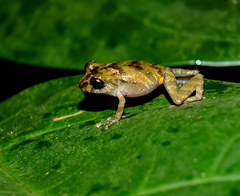 Pristimantis inguinalis