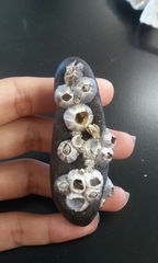 Paraconcavus mexicanus