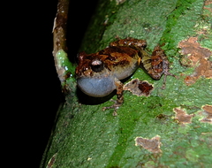 Pristimantis inguinalis