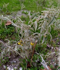 Solanum elaeagnifolium