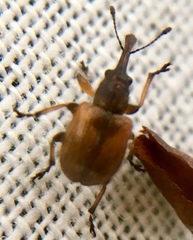 Tatianaerhynchites aequatus