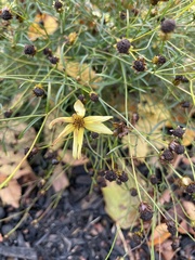 Coreopsis
