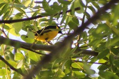 Euphonia chlorotica