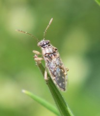 Brachycarenus tigrinus