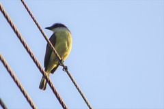 Pitangus sulphuratus