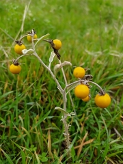 Solanum elaeagnifolium