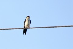 Pygochelidon cyanoleuca
