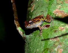 Pristimantis inguinalis