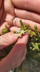 Euchaetis pungens