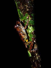 Pristimantis inguinalis