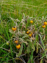 Solanum elaeagnifolium