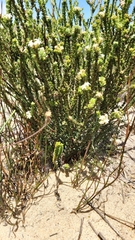 Euchaetis pungens