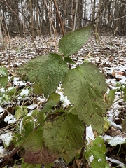 Lamium maculatum