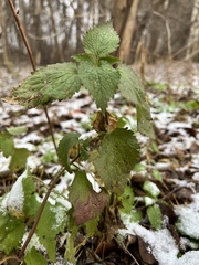 Lamium maculatum