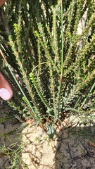 Euchaetis pungens