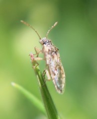 Brachycarenus tigrinus