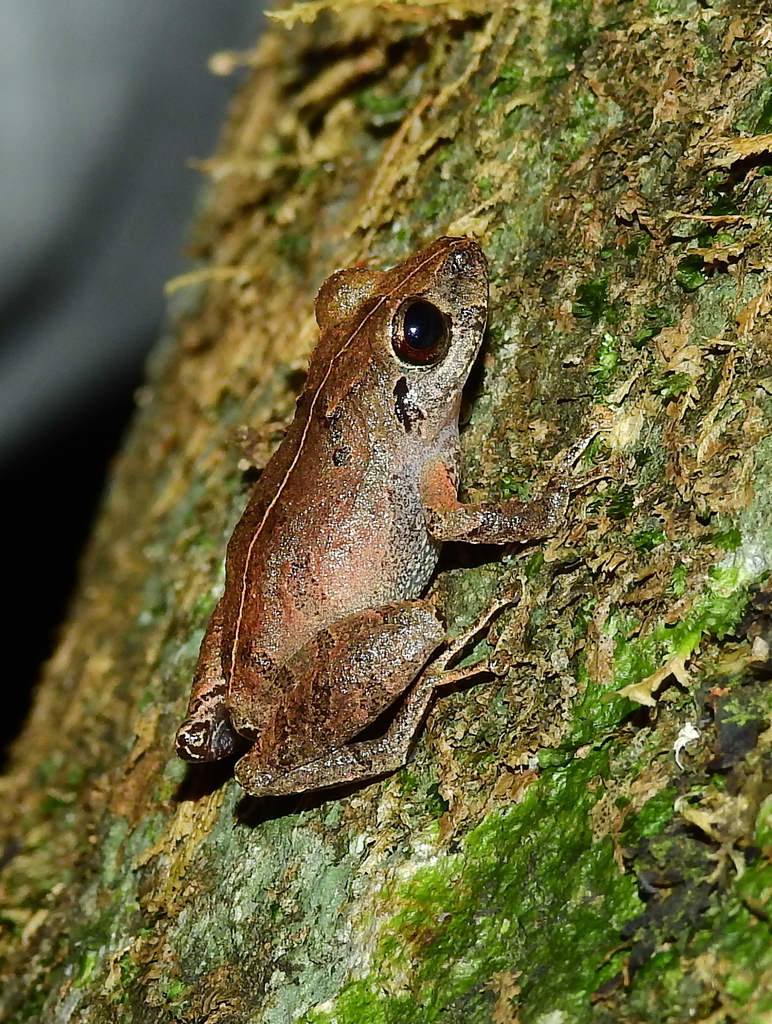 Marbled South American Rain Frog