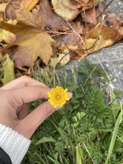 Scorzoneroides autumnalis