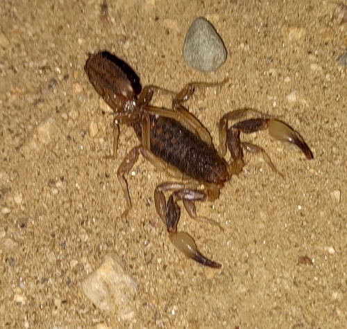 Mesomexovis occidentalis