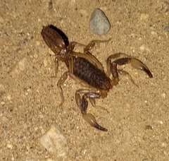 Mesomexovis occidentalis