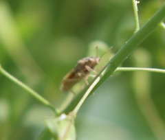Brachycarenus tigrinus