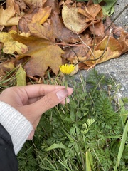 Scorzoneroides autumnalis