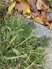 Scorzoneroides autumnalis