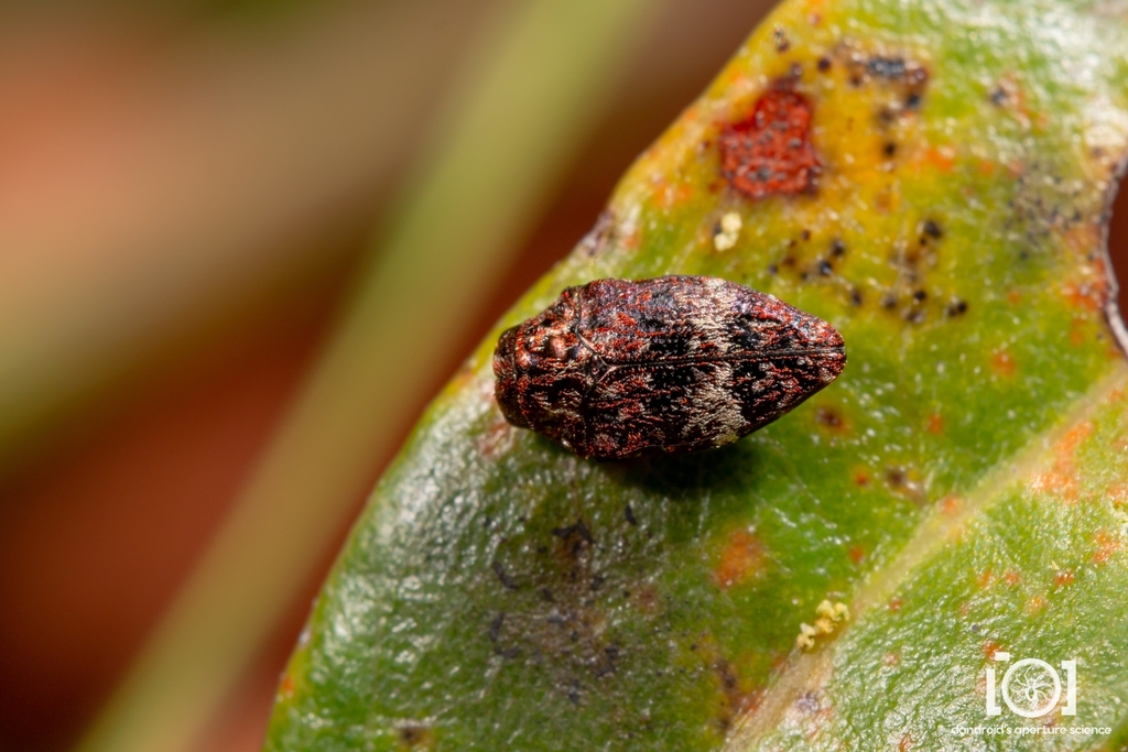 Brachys fasciferus