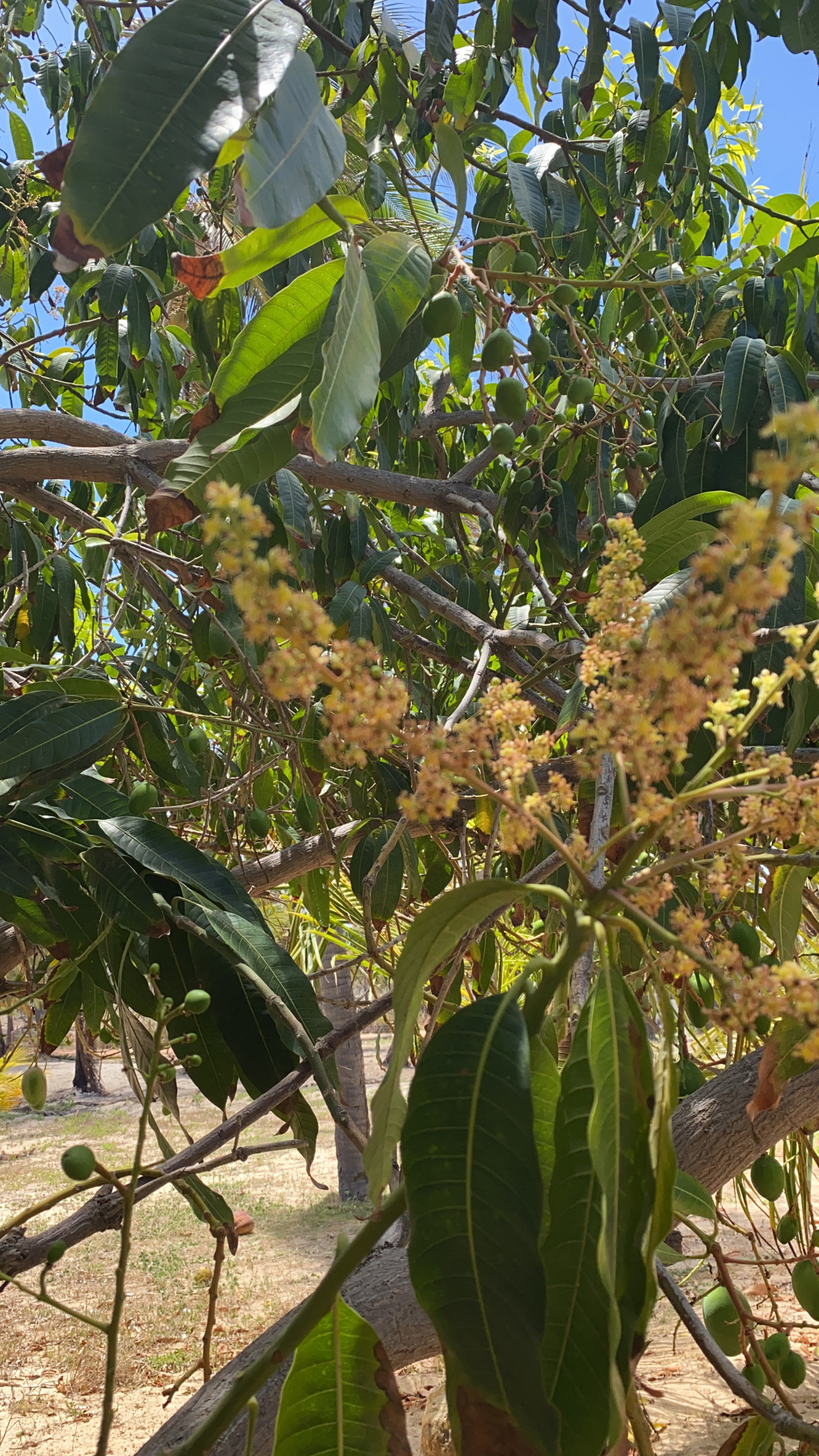 Mangifera indica