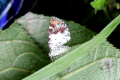 Heterusia