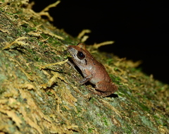 Pristimantis marmoratus
