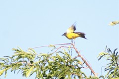 Tyrannus melancholicus