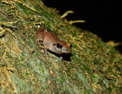 Pristimantis marmoratus