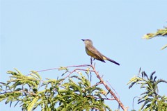 Tyrannus melancholicus