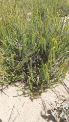 Myrovernix glandulosus