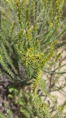 Myrovernix glandulosus