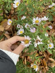 Symphyotrichum novi-belgii