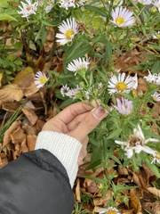 Symphyotrichum novi-belgii