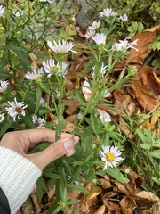 Symphyotrichum novi-belgii