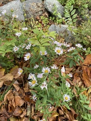 Symphyotrichum novi-belgii