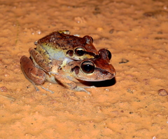 Pristimantis zeuctotylus